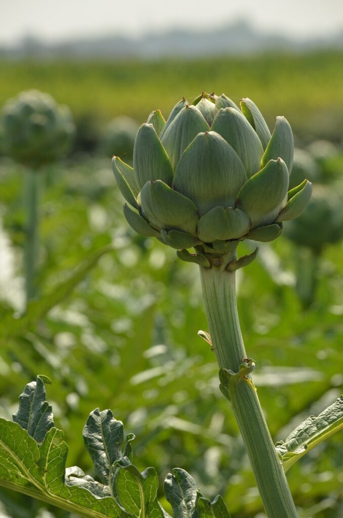 artichoke, vegetable, agricultural